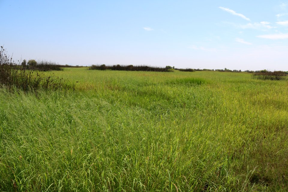 Senator Duck Club field
