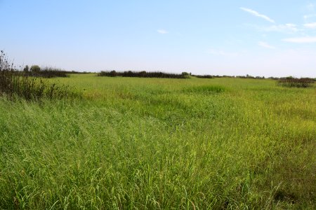 Senator Duck Club field