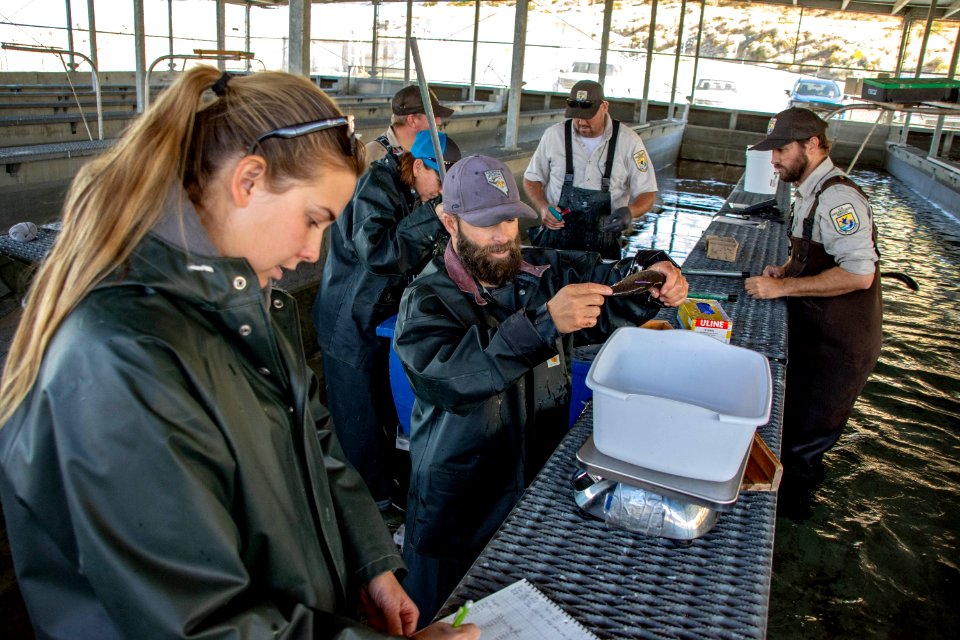 Nevada Department of Wildlife measures, weighs and tags Lahontan cutthroat trout