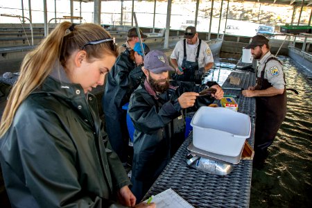 Nevada Department of Wildlife measures, weighs and tags Lahontan cutthroat trout photo