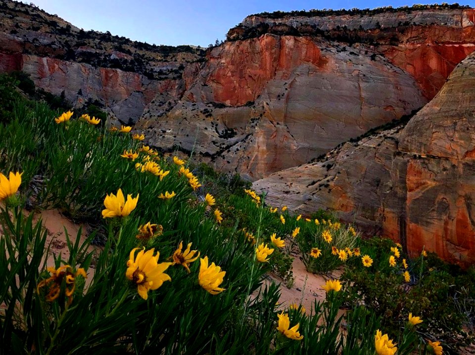 Sand Daisies in Kanab