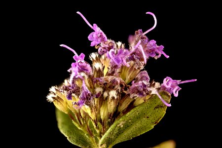 Cunila origanoides 2, American Dittany, Howard County, MD, Helen Lowe Metzman 2017-09-13-16.04