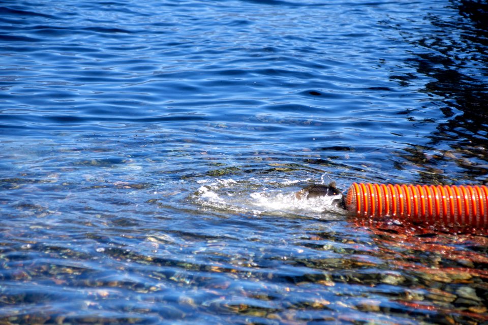 Lahontan cutthroat trout stocking, Lake Tahoe