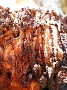 GUM TREE BURL