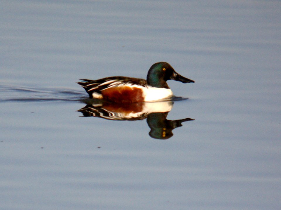 SHOVELER, NORTHERN (1-9-07) slo co, ca