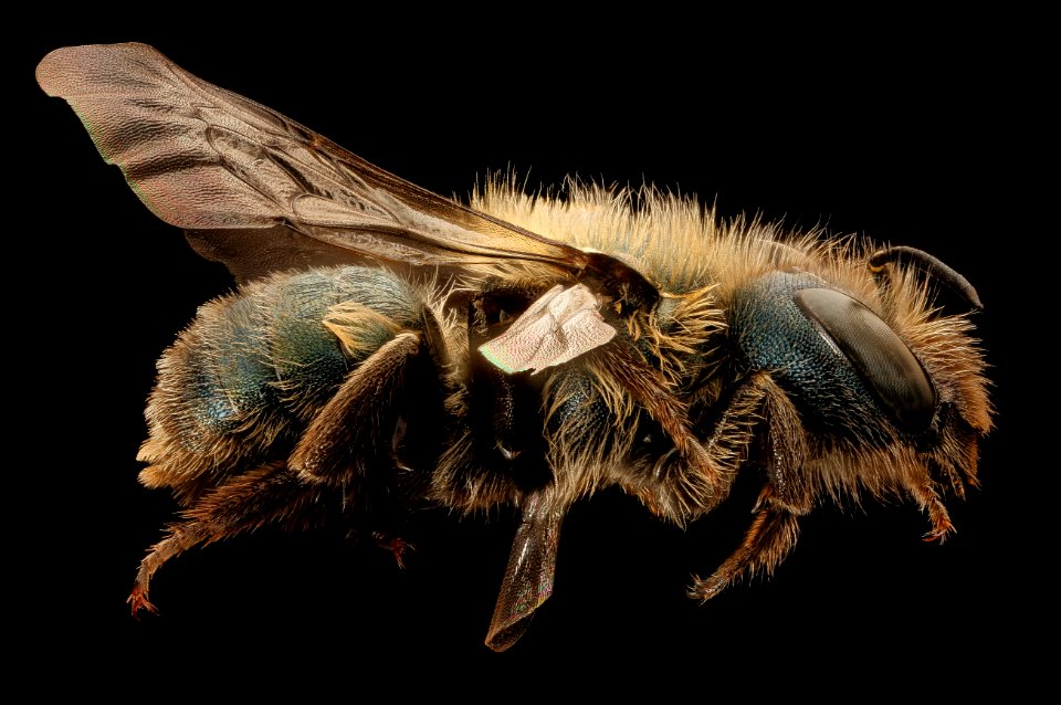 Osmia near inurbana group 2, f, right, Porter co. Indiana 2017-08-03-16.41