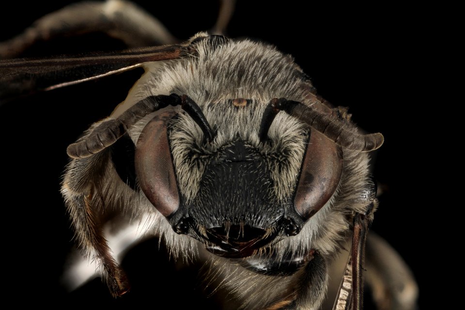Colletes latitarsis, female