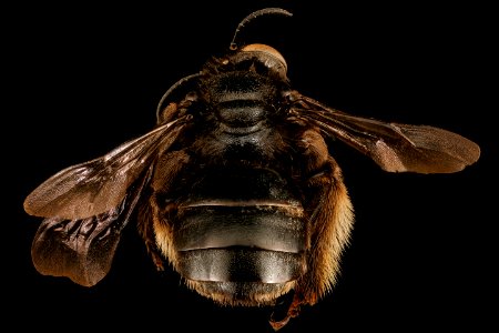 Melissodes bimaculatus, f, back, Caroline Co., MD 2017-03-09-13.52