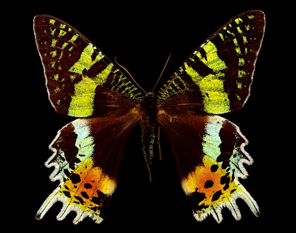 Urania ripheus, Madagascar 2016-02-24-18.18