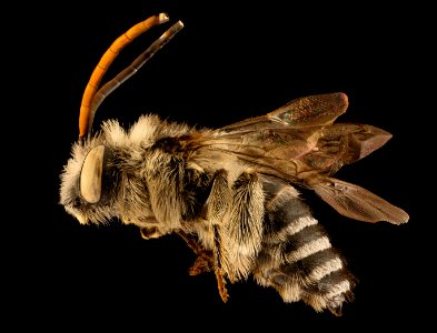 Melissodes apicata, m, side, velum, Middlesex CO, MA 2015-12-10-12.32