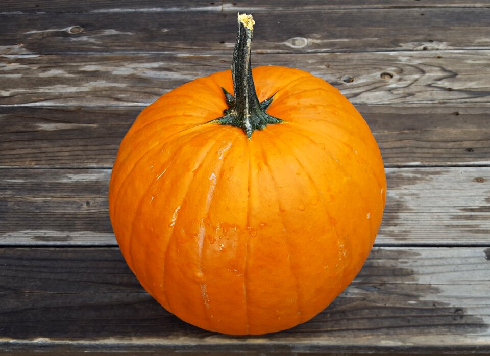 Holiday halloween pumpkin autumn