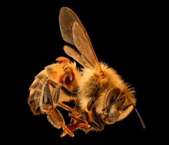 Apis mellifera and Verroa 2019-09-06-19.16.37 ZS PMax UDR