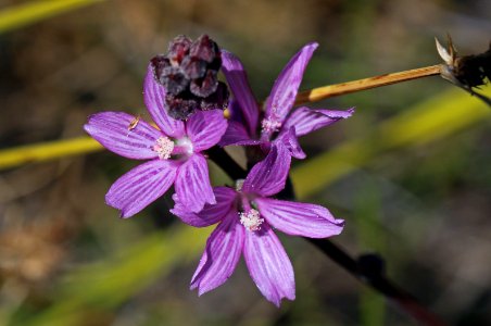 Pedate checker-mallow is federally listed under the ESA photo