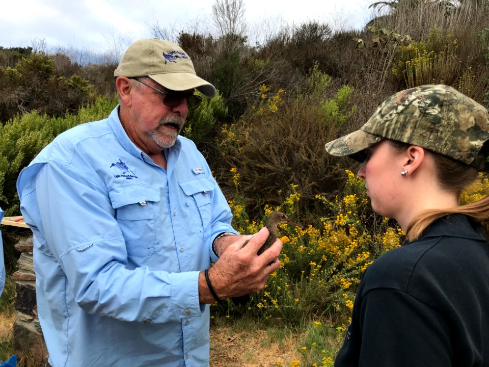 Endangered Ridgway's rail release, Batiquitos Lagoon, California