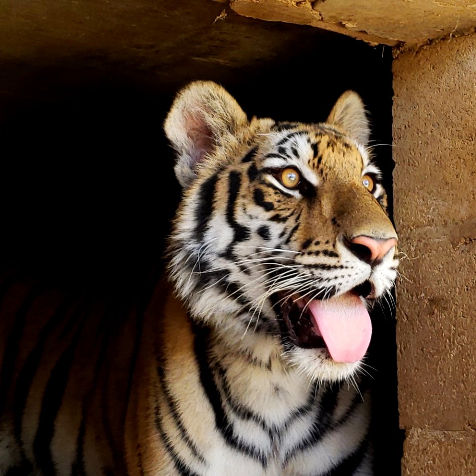 Moka, rescued at the border, found his forever home at Lions, Tigers, and Bears Sanctuary.