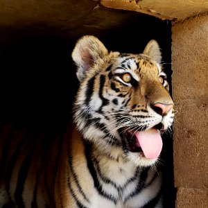 Moka, rescued at the border, found his forever home at Lions, Tigers, and Bears Sanctuary.