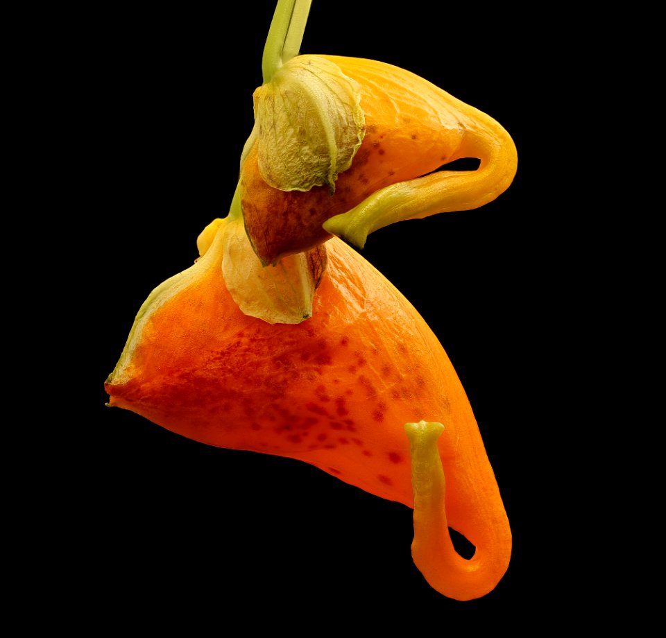 Impatiens capensis 2, Jewelweed, Howard County, MD, Helen Lowe Metzman 2017-09-28-17.35