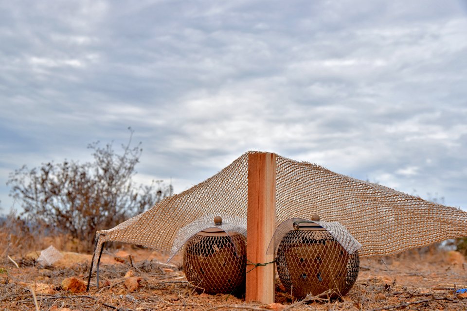 The quinos are placed in pods, complete with shelter and rainjackets