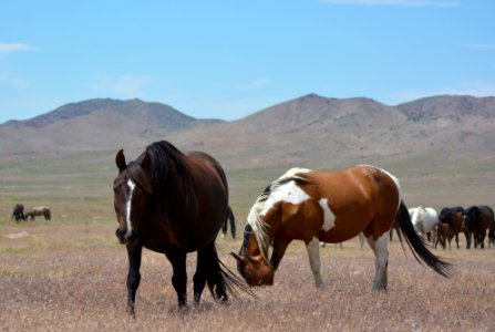 Cedar Mountain HMA
