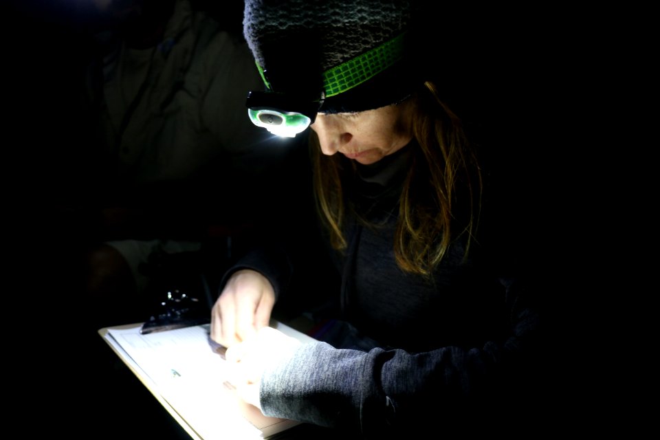 Measuring the size of the beetle