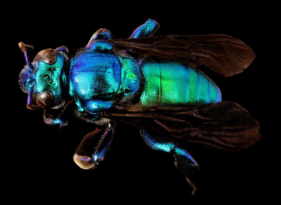 Exaerete smaragdina, m, bagaces, costa rica, back 2017-03-10-15.46