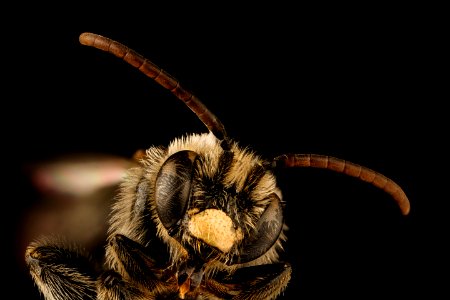 Macropis nuda, head, m, ma, veit powerline 2018-11-02-15.47.58 ZS PMax UDR