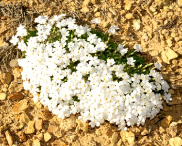 Flora Entry