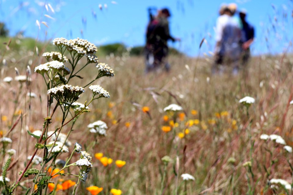 California yarrow and poppies on Watsonville Slough Farm.