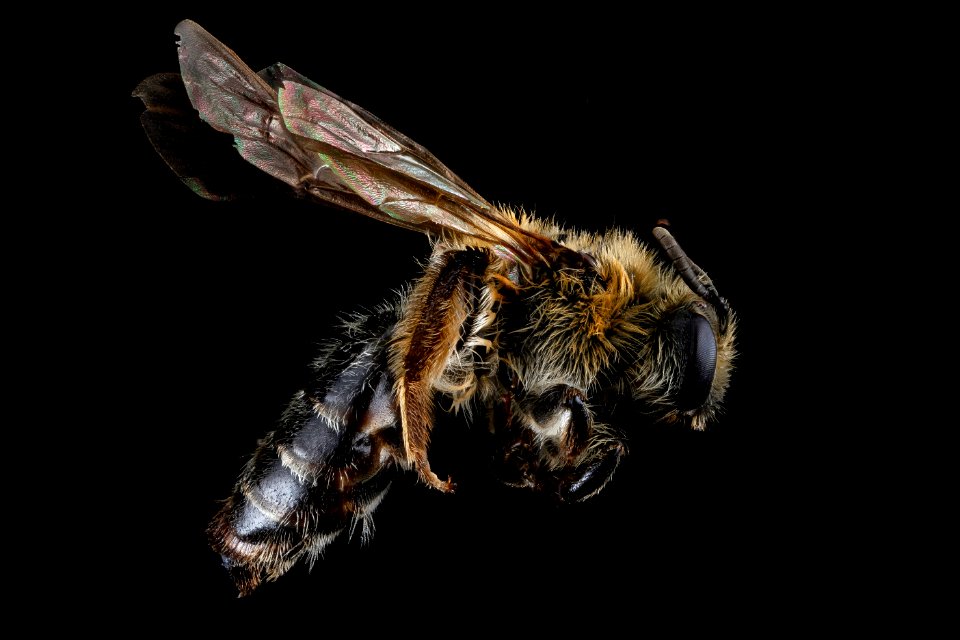 Andrena barbilabris, F, side, CT, New Haven County 2013-02-19-14.22