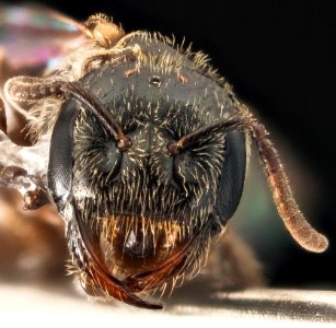 Lasioglossum lionotum, F, Face, MD, Baltimore County 2014-12-05-14.23