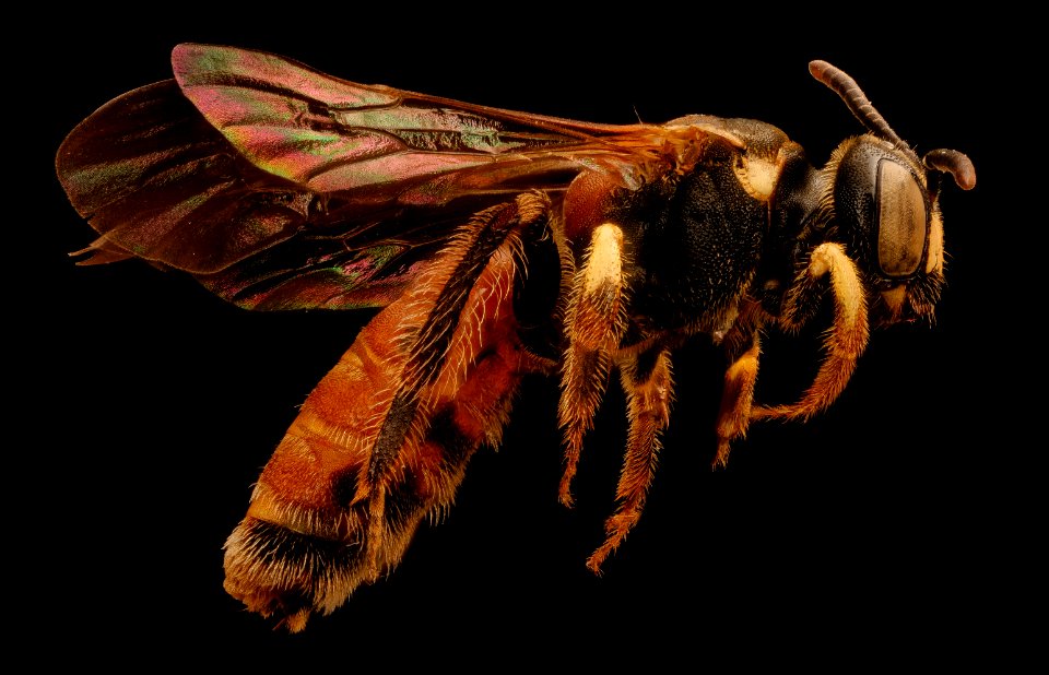 Protandrena abdominalis, f, right side, Colorado Co., TX 2017-07-25-18.21