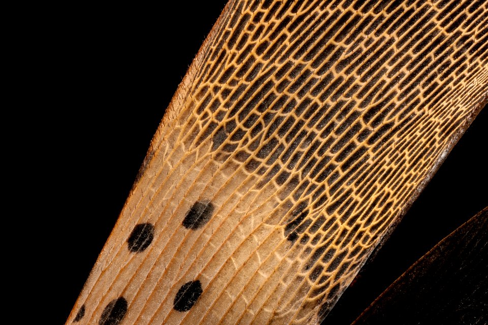 Spotted lanternfly, wing super detail 2017-06-08-18.30