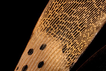 Spotted lanternfly, wing super detail 2017-06-08-18.30