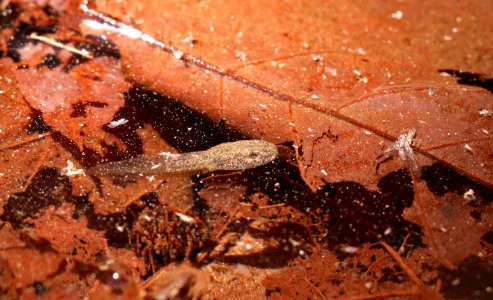 Endangered mountain yellow-legged frog tadpole