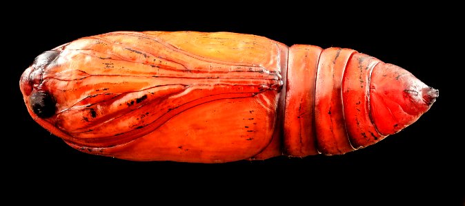 black cutworm pupae, front 2014-06-04-19.14.24 ZS PMax