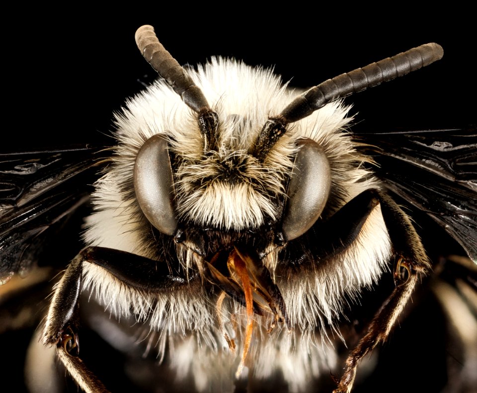 Melecta albifrons albovaria, M, Face, Greece, Aegean Islands, Lesvos, Mytilene 2015-02-24-16.08.28 ZS PMax