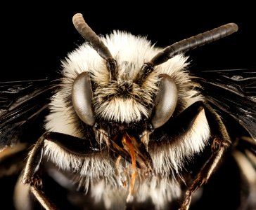 Melecta albifrons albovaria, M, Face, Greece, Aegean Islands, Lesvos, Mytilene 2015-02-24-16.08.28 ZS PMax