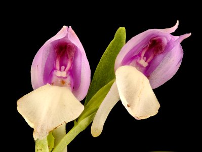 Galearis spectabilis, Showy Orchis, Howard County, MD, HeLoMetz 2017-05-08-17.03