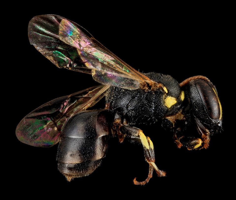 Hylaeus floridanus, F, side, Moore Co., N. Carolina 2014-01-08-15.23.42 ZS PMax