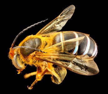Nomia species, male, back, thailand 2014-06-15-15.54.11 ZS PMax