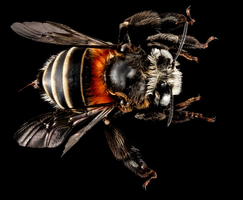 Anthophora tricolor, F, Back, Puerto Rico, Yauco 2014-09-26-08.44.01 ZS PMax
