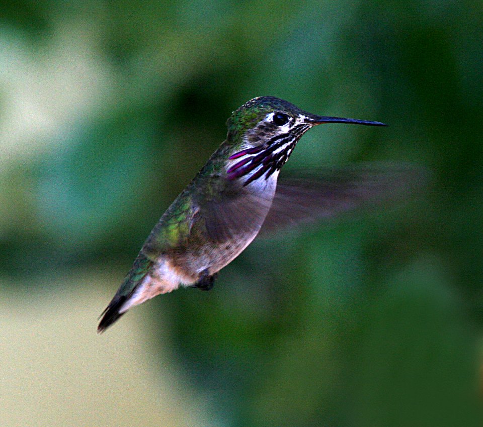 HUMMINGBIRD, CALLIOPE (4-17-07)-1