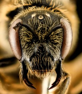 Lasioglossum coriaceum, F, Face, IN, Porter County 2014-04-11-16.30.46 ZS PMax photo