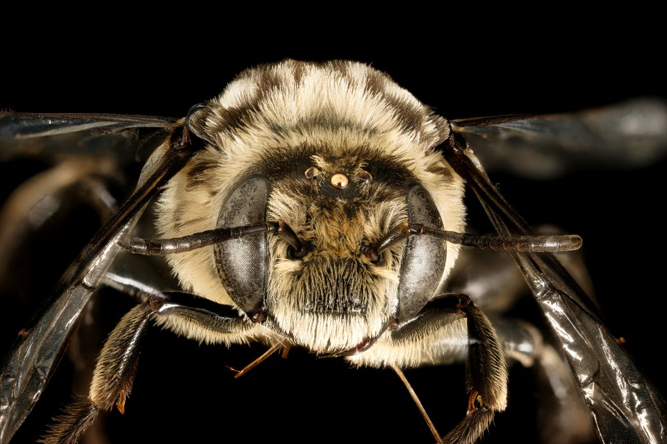 Melitoma taurea, m, face, Baltimore City Co., MD 2016-03-16-01.21