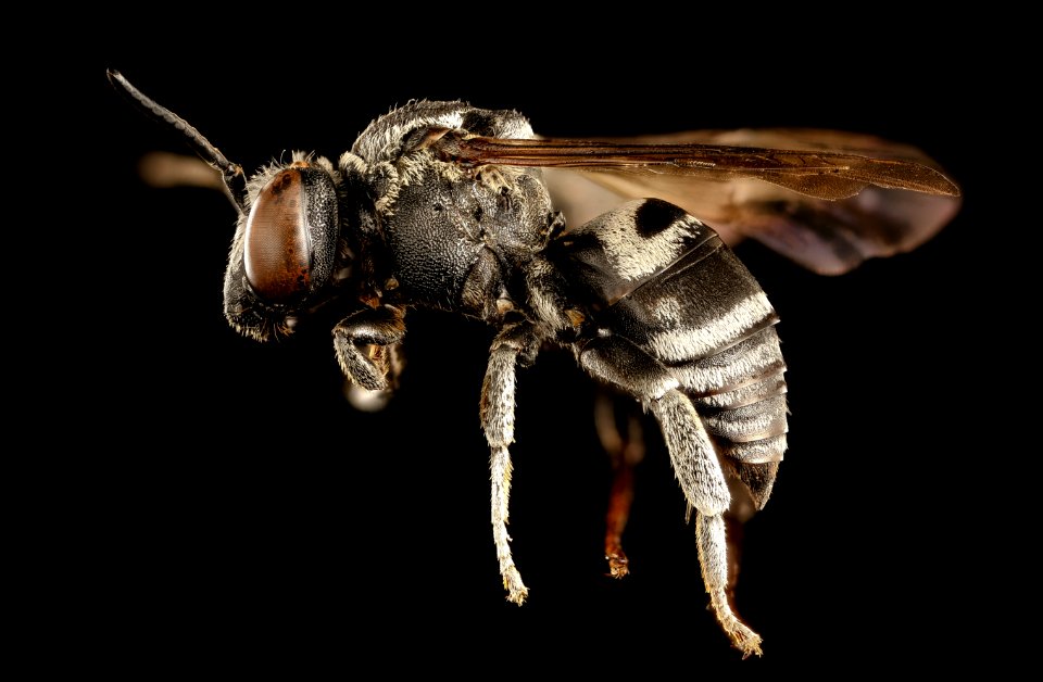 Triepeolus donatus, m, left side, Centre Co., PA 2016-12-22-13.19