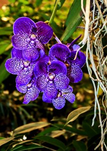 Violet color flower photo