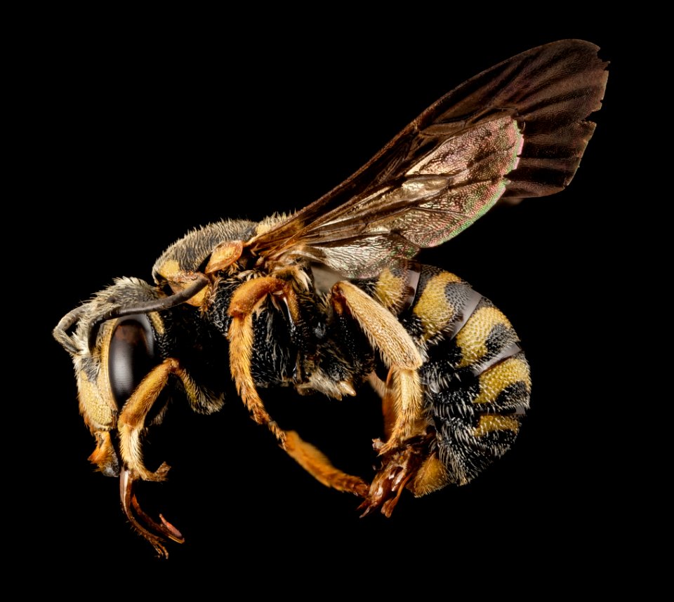 Dianthidium curvatum, m, GA, baker, side 2015-01-08-09.51