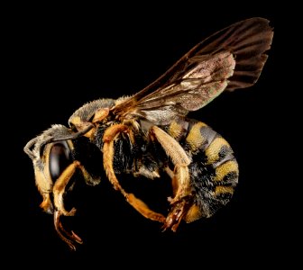 Dianthidium curvatum, m, GA, baker, side 2015-01-08-09.51
