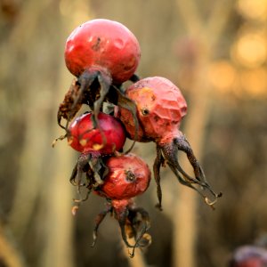 Rose hips photo