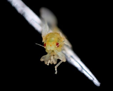 Citrus psyllid, u, recently emerged 2 , head ft detrick 2014-05-01-09.15.04 ZS PMax photo